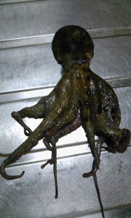 ２日連続タコ釣り